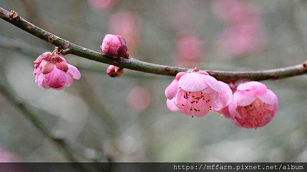 拍攝植物：梅花 拍攝地點：梅峰_梅園 拍攝日期：2020_01_29_Ttree