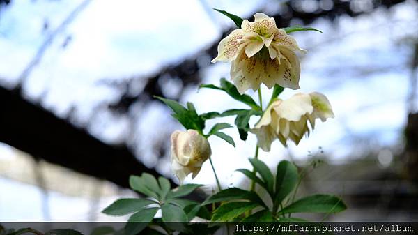 拍攝植物：聖誕玫瑰 拍攝地點：梅峰_山野草室 拍攝日期：2020_01_22_Ttree