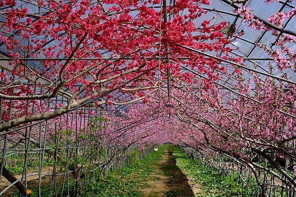 拍攝植物：桃花 拍攝地點：梅峰_桃花廊 拍攝日期：2020_03_29_Ttree