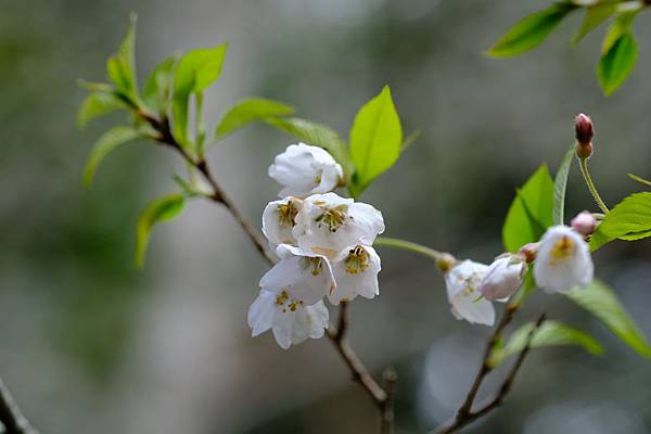 拍攝植物：霧社山櫻 拍攝地點：梅峰_花田 拍攝日期：2020_03_15_Ttree