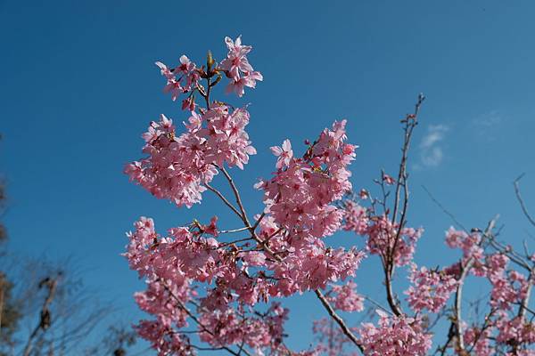 拍攝植物：櫻 拍攝地點：梅峰_紅房子 拍攝日期：2020_03_01_Ttree