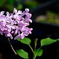 拍攝植物：紫丁香 拍攝地點：梅峰_山野草特展室 拍攝日期：2020_04_29_Ttree