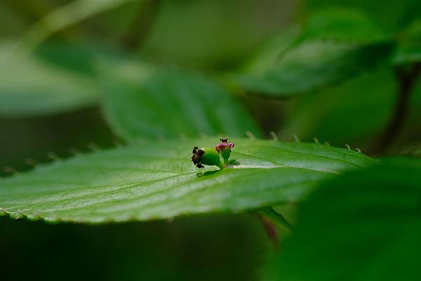 拍攝植物：臺灣青莢葉(雌) 拍攝地點：梅峰_生態園 拍攝日期：2020_05_09_Ttree