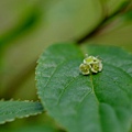 拍攝植物：臺灣青莢葉(雄) 拍攝地點：梅峰_生態園 拍攝日期：2020_05_09_Ttree