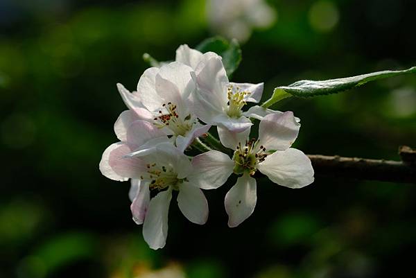 拍攝植物：蘋果 拍攝地點：梅峰_蘋果園 拍攝日期：2020_05_09_Ttree