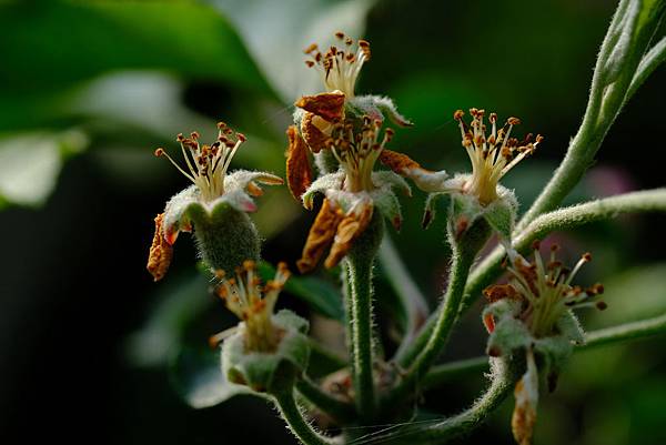 拍攝植物：蘋果 拍攝地點：梅峰_蘋果園 拍攝日期：2020_05_09_Ttree