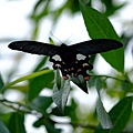 拍攝動物：多姿麝鳳蝶 拍攝地點：梅峰_生態園 拍攝日期：2020_05_10_Ttree