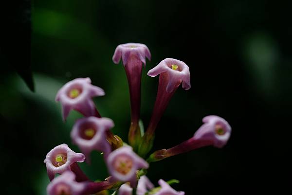 拍攝植物：紫夜香木 拍攝地點：梅峰_溫帶花卉區 拍攝日期：2020_05_10_Ttree