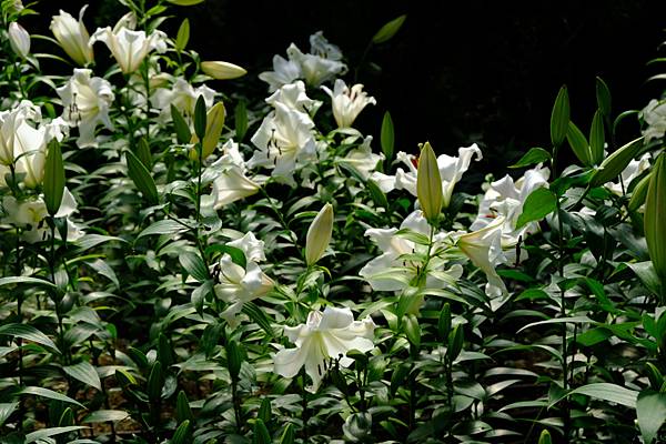 拍攝植物：香水百合 拍攝地點：梅峰_溫帶花卉區 拍攝日期：2020_07_19_Ttree