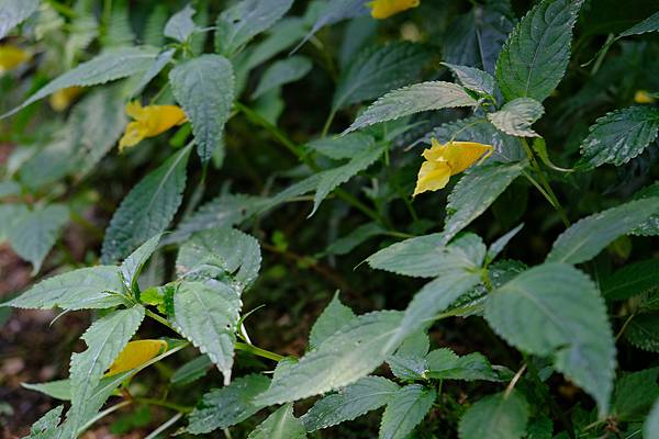 拍攝植物：黃花鳳仙花 拍攝地點：梅峰_山野草室 拍攝日期：2020_07_19_Ttree