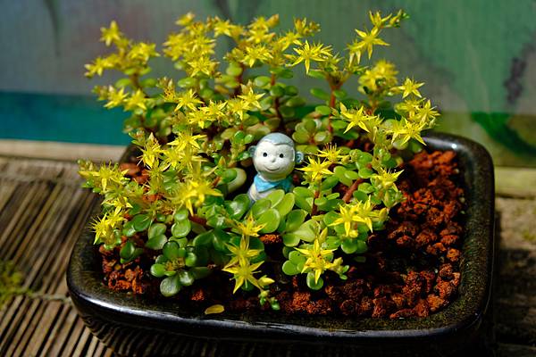 拍攝植物：能高佛甲草 拍攝地點：梅峰_山野草室 拍攝日期：2020_07_19_Ttree