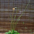 拍攝植物：大丁草 拍攝地點：梅峰_山野草室 拍攝日期：2020_07_19_Ttree