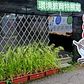 拍攝植物：稷 拍攝地點：梅峰_環教特展室 拍攝日期：2020_08_12_Ttree
