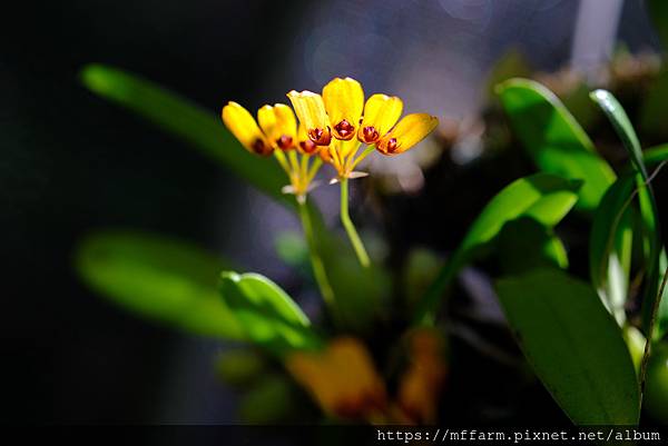 拍攝植物：黃萼捲瓣蘭 拍攝地點：梅峰_山野草特展室 拍攝日期：2020_10_15_Ttree