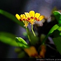 拍攝植物：黃萼捲瓣蘭 拍攝地點：梅峰_山野草特展室 拍攝日期：2020_10_15_Ttree
