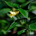 拍攝植物：黃花鳳仙花 拍攝地點：梅峰_尋寶步道 拍攝日期：2020_10_15_Ttree