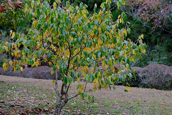 拍攝植物：蠟梅 拍攝地點：梅峰_行政大樓 拍攝日期：2020_12_11_Ttree