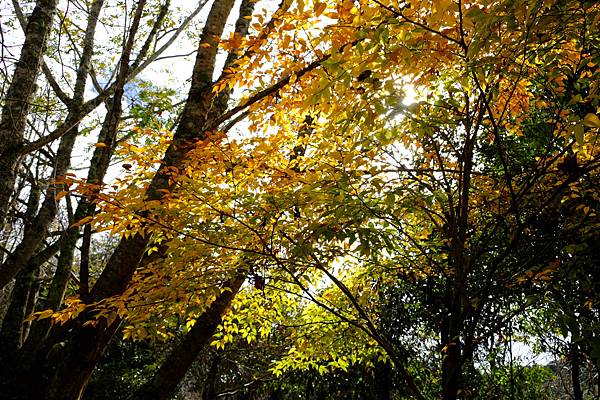 拍攝植物：山毛櫸 拍攝地點：梅峰_溫木區 拍攝日期：2020_12_11_Ttree