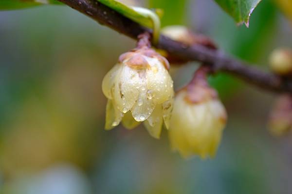 拍攝植物：蠟梅 拍攝地點：梅峰_行政大樓 拍攝日期：2020_12_11_Ttree