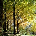 拍攝植物：水杉 拍攝地點：梅峰_水杉林 拍攝日期：2020_12_05_Ttree