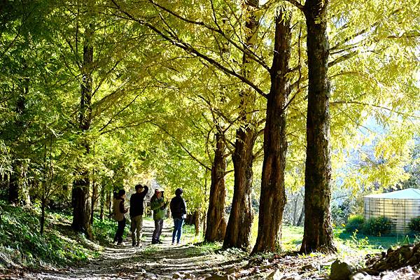 拍攝植物：水杉 拍攝地點：梅峰_水杉林 拍攝日期：2020_12_05_Ttree