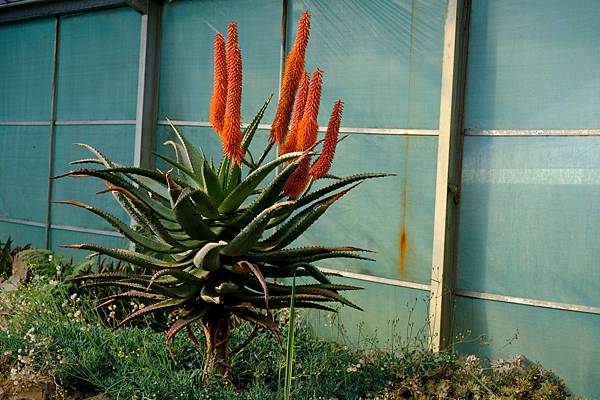 拍攝植物：好望角蘆薈 拍攝地點：梅峰_生態園 拍攝日期：2020_12_06_Ttree