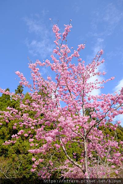 拍攝植物：櫻花 拍攝地點：梅峰_紅房子 拍攝日期：2021_02_28_Ttree
