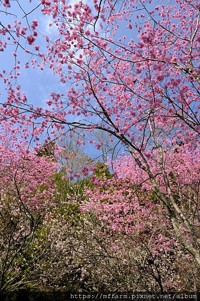 拍攝植物：櫻花與櫻桃 拍攝地點：梅峰_紅房子 拍攝日期：2021_02_28_Ttree