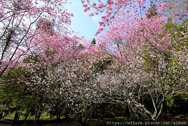 拍攝植物：櫻花與櫻桃 拍攝地點：梅峰_紅房子 拍攝日期：2021_02_28_Ttree
