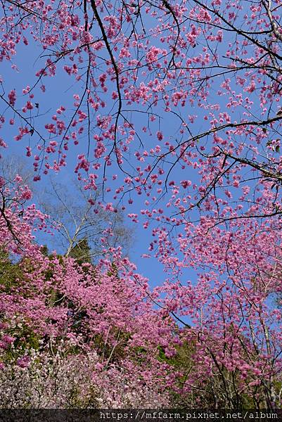 拍攝植物：櫻花 拍攝地點：梅峰_紅房子 拍攝日期：2021_02_28_Ttree