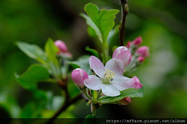 拍攝植物：蘋果 拍攝地點：梅峰_蘋果園 拍攝日期：2021_04_26_Ttree