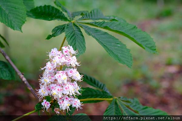 拍攝植物：歐洲七葉樹 拍攝地點：梅峰_溫木區 拍攝日期：2021_04_22_Ttree