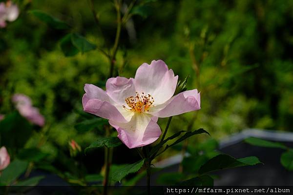 拍攝植物：玫瑰 拍攝地點：梅峰_玫瑰園 拍攝日期：2021_05_13_Ttree