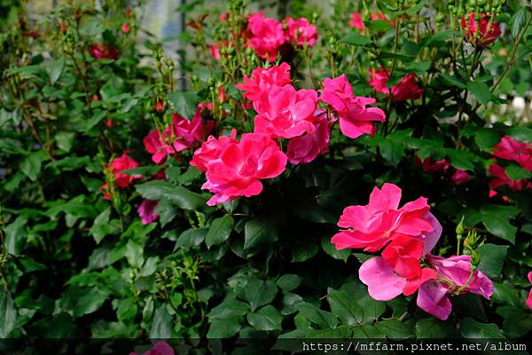 拍攝植物：玫瑰 拍攝地點：梅峰_玫瑰園 拍攝日期：2021_05_13_Ttree