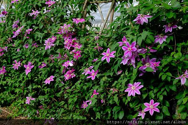拍攝植物：鐵線蓮 拍攝地點：梅峰_溫帶花卉區 拍攝日期：2021_05_13_Ttree