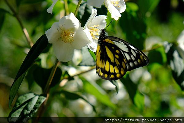 拍攝物種：山梅花與鋸粉蝶 拍攝地點：梅峰_一平台 拍攝日期：2021_05_13_Ttree