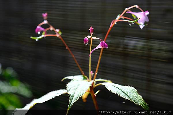 拍攝植物：棣慕華鳳仙花 拍攝地點：梅峰_山野草特展 拍攝日期：2021_08_25_Ttree
