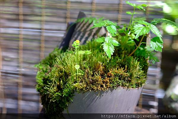 拍攝植物：苔蘚與尼泊爾溝酸漿 拍攝地點：梅峰_山野草特展 拍攝日期：2021_08_25_Ttree