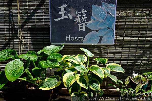 拍攝植物：玉簪 拍攝地點：梅峰_山野草特展 拍攝日期：2021_08_25_Ttree