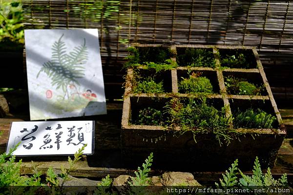 拍攝植物：苔蘚 拍攝地點：梅峰_山野草特展 拍攝日期：2021_08_25_Ttree