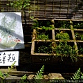 拍攝植物：苔蘚 拍攝地點：梅峰_山野草特展 拍攝日期：2021_08_25_Ttree