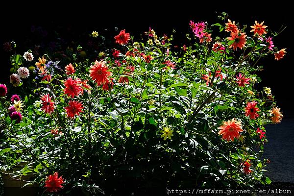 拍攝植物：大理花 拍攝地點：梅峰_溫帶花卉區 拍攝日期：2021_08_24_Ttree
