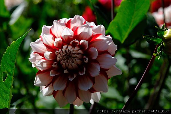 拍攝植物：大理花 拍攝地點：梅峰_溫帶花卉區 拍攝日期：2021_08_24_Ttree