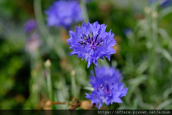 拍攝植物：矢車菊 拍攝地點：梅峰_溫帶花卉區 拍攝日期：2021_08_24_Ttree