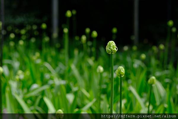 拍攝植物：伯利恆之星 拍攝地點：梅峰_溫帶花卉區 拍攝日期：2021_08_24_Ttree