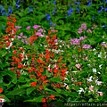 拍攝植物：紅花鼠尾草 拍攝地點：梅峰_溫帶花卉區 拍攝日期：2021_08_24_Ttree