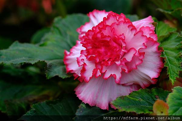拍攝植物：球根秋海棠 拍攝地點：梅峰_溫帶花卉區 拍攝日期：2021_08_24_Ttree