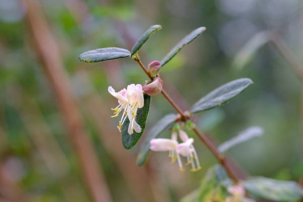 拍攝植物：追分忍冬 拍攝地點：梅峰_生態園 拍攝日期：2021_12_24_Ttree