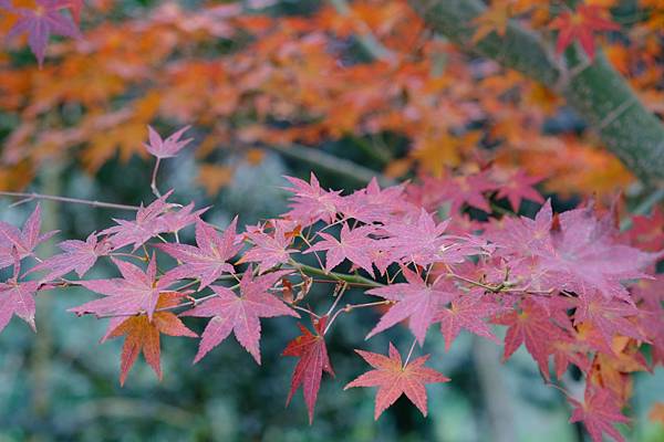 拍攝植物：掌葉楓 拍攝地點：梅峰_生態園 拍攝日期：2021_12_24_Ttree