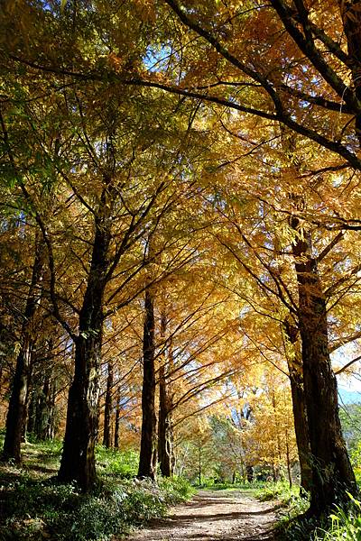 拍攝植物：水杉 拍攝地點：梅峰_水杉林 拍攝日期：2021_12_04_Ttree